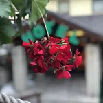 Pahuljica ヴラシチ