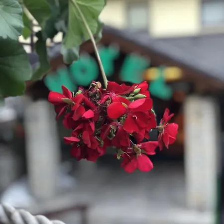 帕湖里加酒店 弗拉西克