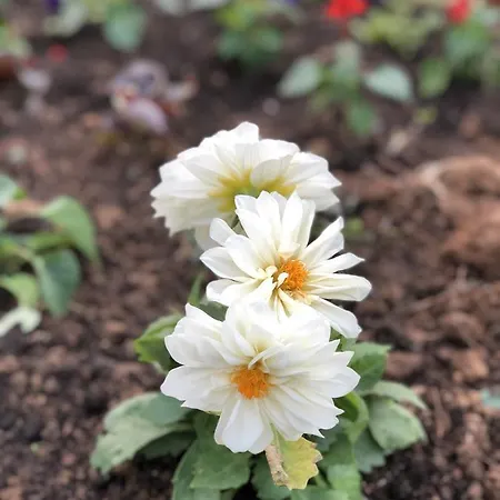 Pahuljica 4* ヴラシチ